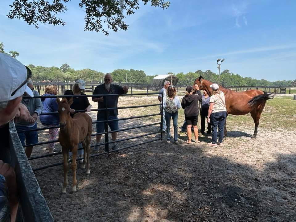 Ocala4.jpg