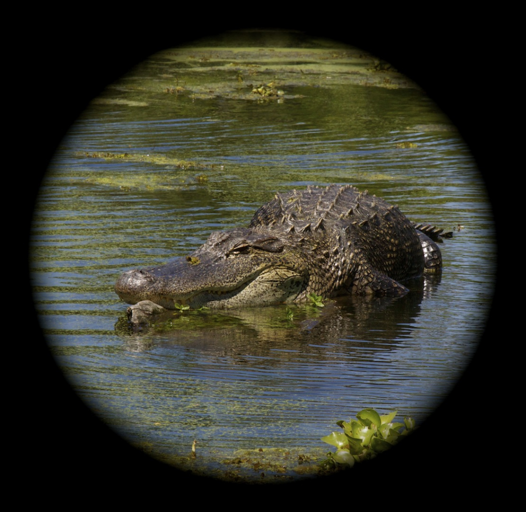 big beautiful alligator from the swamp tour