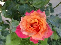 DSC00925.jpg