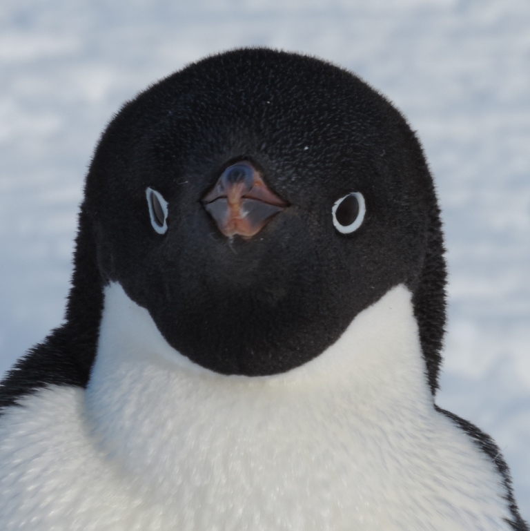 Adelie_Penguin_McMurdo_Sound.JPG