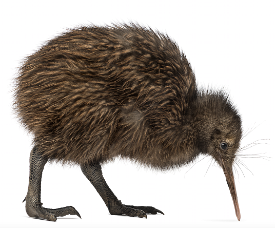 kiwi-bird.png